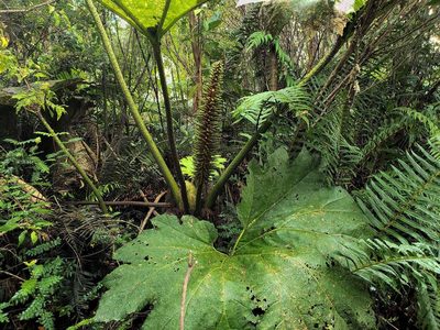 Gunnera tinctoria, photographed by Cesar Ormazabal