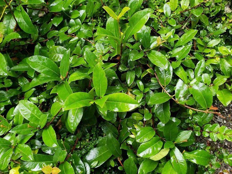 Hydrangea serratifolia, photographed by Cesar Ormazabal