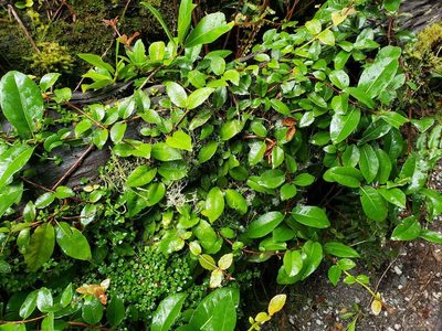 Hydrangea serratifolia, photographed by Cesar Ormazabal