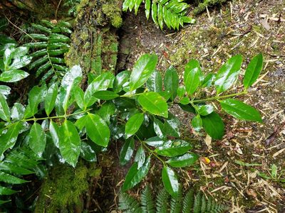 Laureliopsis philippiana, photographed by Cesar Ormazabal