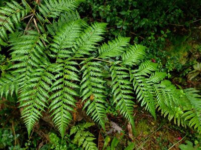 Lophosoria quadripinnata, photographed by Cesar Ormazabal