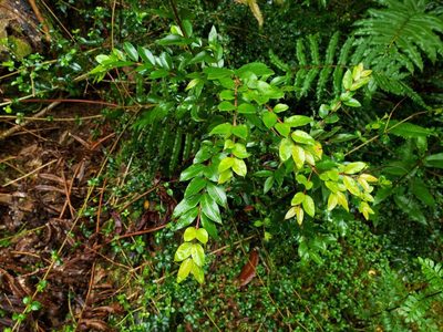Luma apiculata, photographed by Cesar Ormazabal