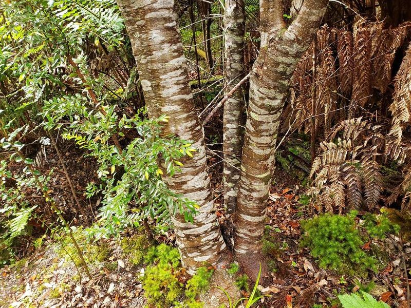 Nothofagus dombeyi, photographed by Cesar Ormazabal