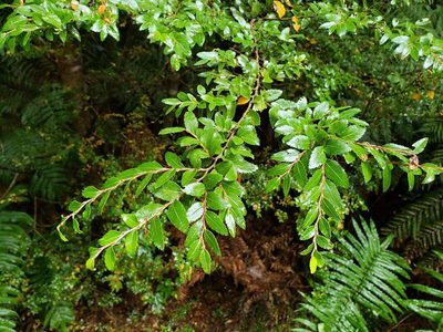 Nothofagus dombeyi, photographed by Cesar Ormazabal