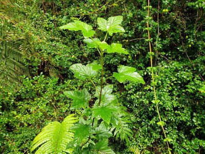 Ribes magellanicum, photographed by Cesar Ormazabal