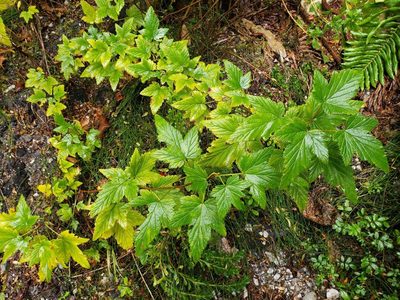 Ribes magellanicum, photographed by Cesar Ormazabal
