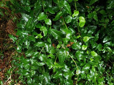 Ercilla syncarpellata, photographed by Cesar Ormazabal
