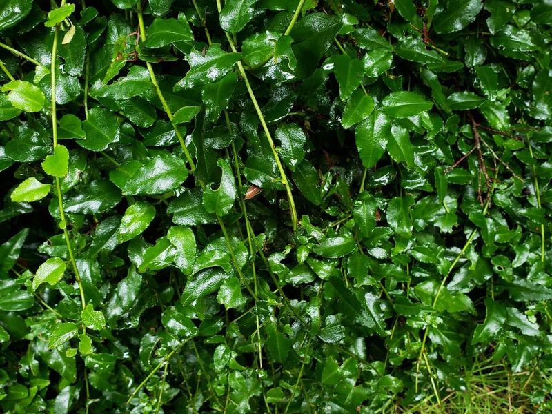 Ercilla syncarpellata, photographed by Cesar Ormazabal