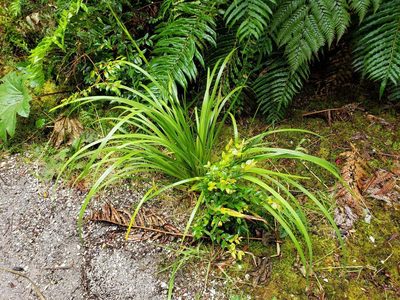 Libertia chilensis