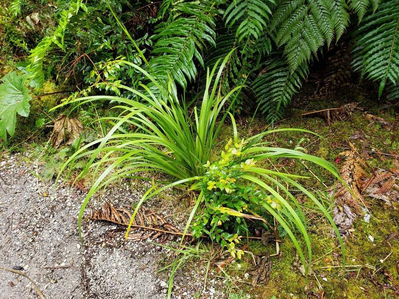 Libertia chilensis, photographed by Cesar Ormazabal
