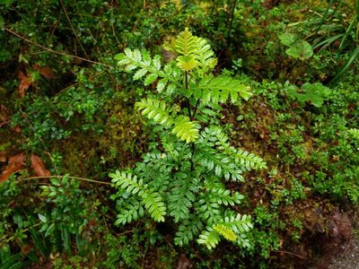 Weinmannia trichosperma, photographed by Cesar Ormazabal