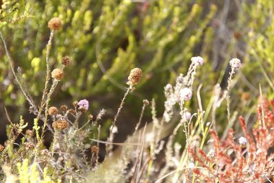 Stoebe capitata, photographed by Tony Rebelo