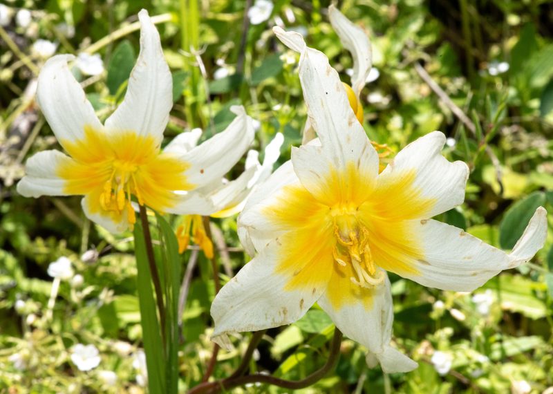 Erythronium helenae, photographed by Don Loarie
