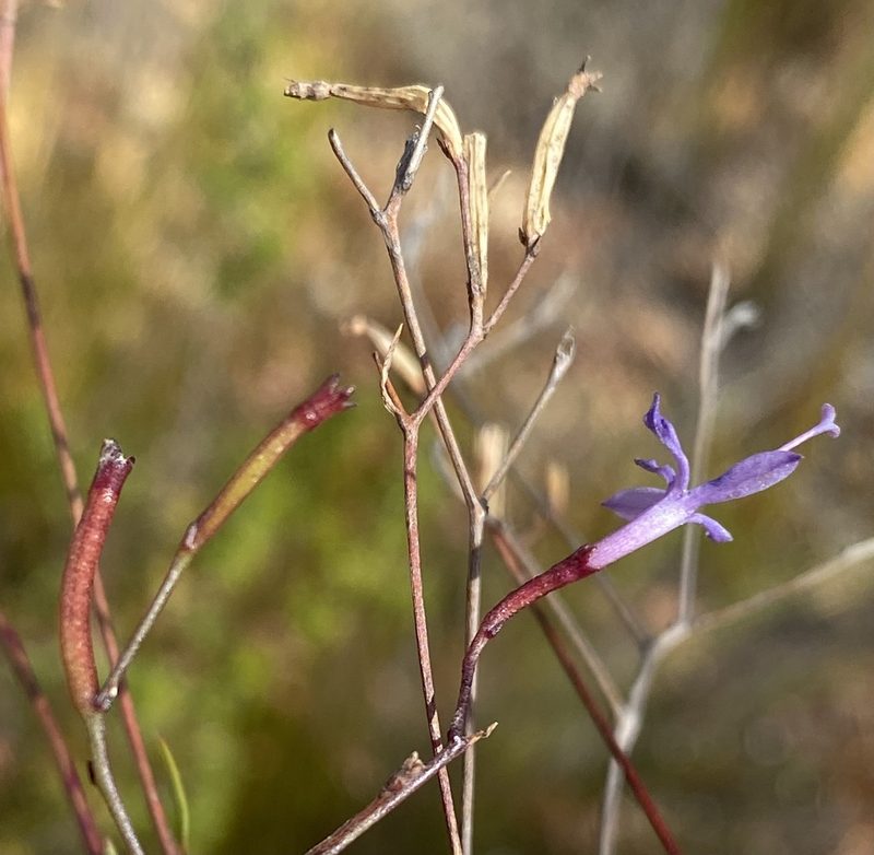 Prismatocarpus diffusus, photographed by Dave U