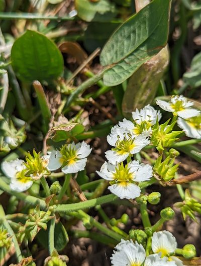 Damasonium californicum, photographed by My-Lan Le