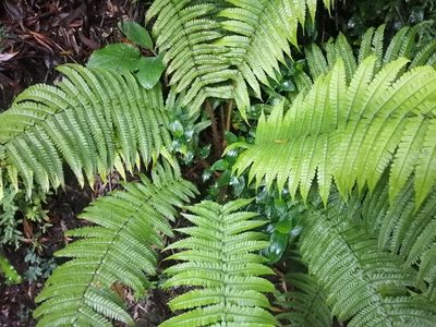 Dryopteris wallichiana
