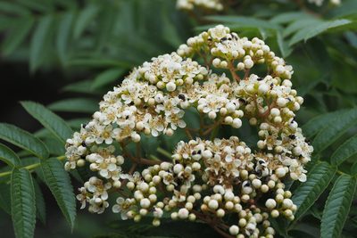 Sorbus randaiensis, photographed by Cynthia Su