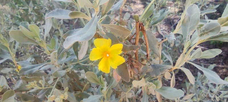 Cistus halimifolius, photographed by Santiago Martín-Bravo