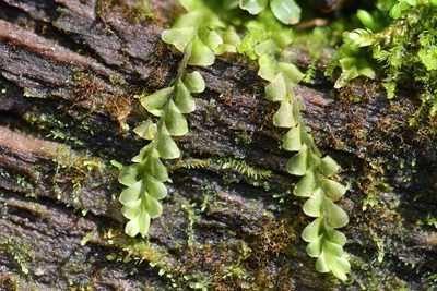 Chiloscyphus polyanthos, photographed by Braden J. Judson