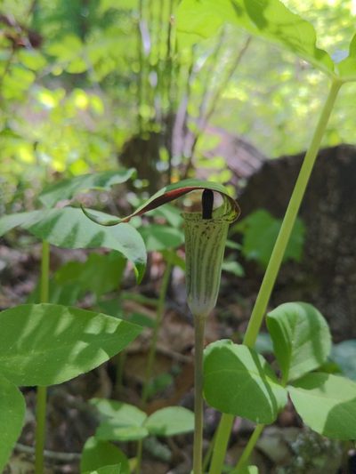Arisaema pusillum, photographed by Sam Taylor