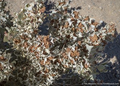 Atriplex hymenelytra, photographed by Tim Messick
