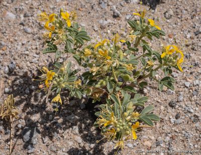Cleomella obtusifolia, photographed by Tim Messick