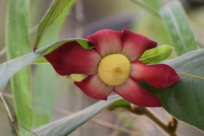 Uvaria grandiflora, photographed by Frank Sengpiel