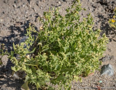 Atriplex phyllostegia, photographed by Tim Messick