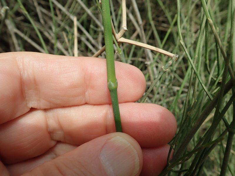 Ephedra foeminea, photographed by Henrik Kibak