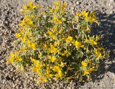 Cleomella obtusifolia, photographed by Tim Messick