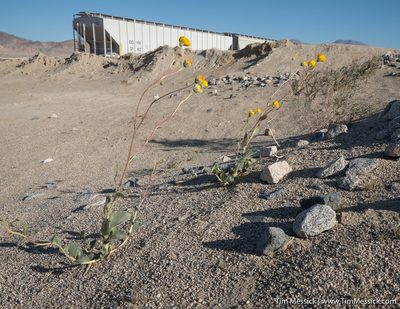 Geraea canescens, photographed by Tim Messick