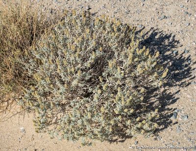 Ambrosia dumosa, photographed by Tim Messick