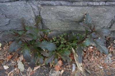 Verbena officinalis, photographed by Jon Mortin