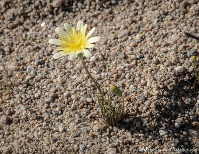 Malacothrix glabrata, photographed by Tim Messick