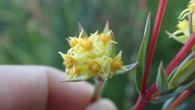 Penaea acutifolia, photographed by AdventureLisa