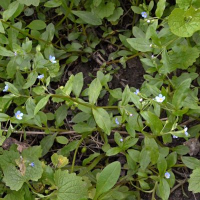 Memoremea scorpioides, photographed by Petr Harant