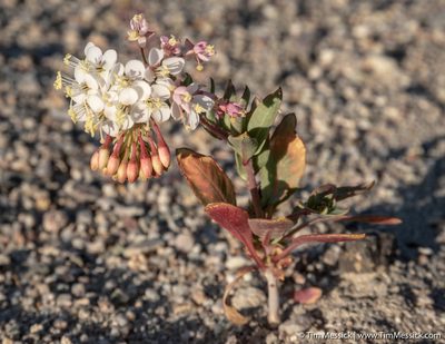 Eremothera boothii, photographed by Tim Messick