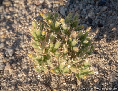Mentzelia albicaulis