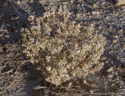 Atriplex hymenelytra, photographed by Tim Messick