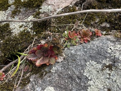 Micranthes petiolaris, photographed by Brandon Corder