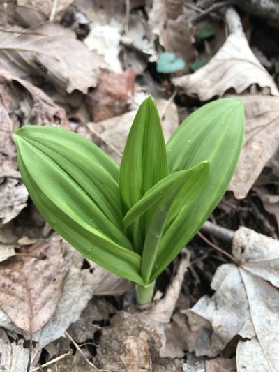 Melanthium parviflorum, photographed by anguspritchard