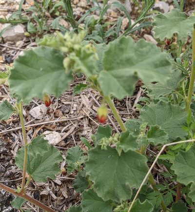Hermannia texana, photographed by mattmsa