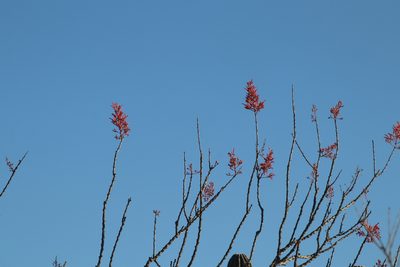 Fouquieria diguetii, photographed by Juan Cruzado Cortés