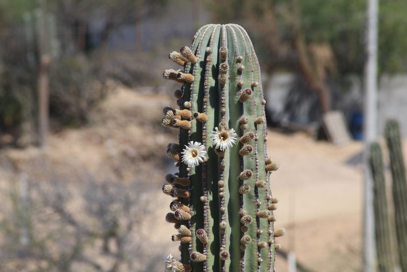 Pachycereus pringlei, photographed by Juan Cruzado Cortés