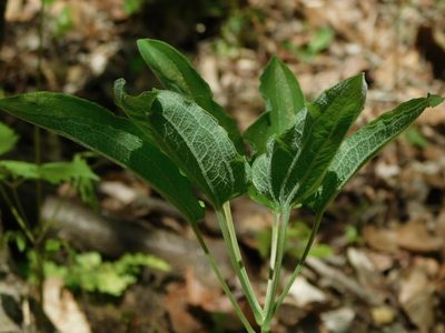 Smilax hugeri, photographed by Michael J. Papay
