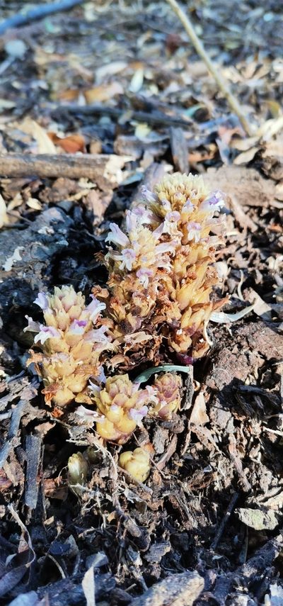 Orobanche dugesii, photographed by marckmaleo