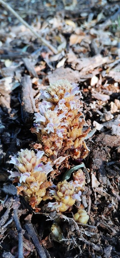 Orobanche dugesii, photographed by marckmaleo