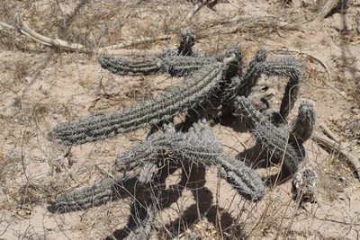 Stenocereus gummosus, photographed by Juan Cruzado Cortés