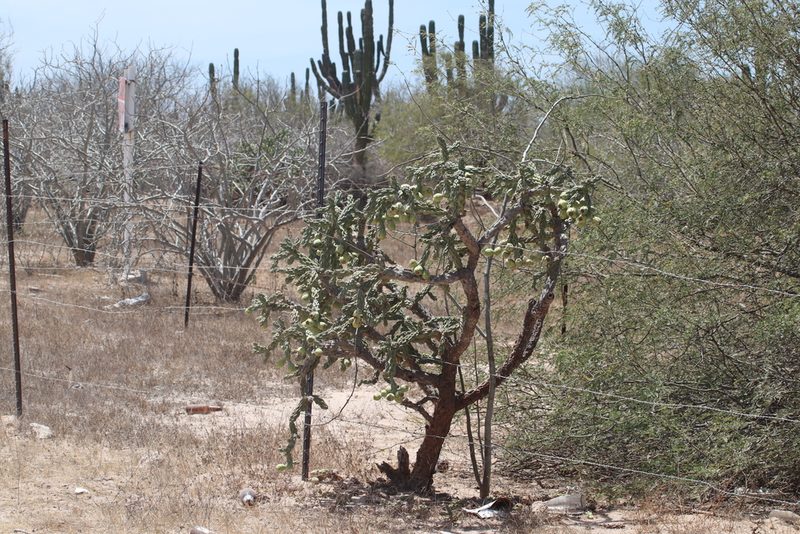 Cylindropuntia cholla, photographed by Juan Cruzado Cortés