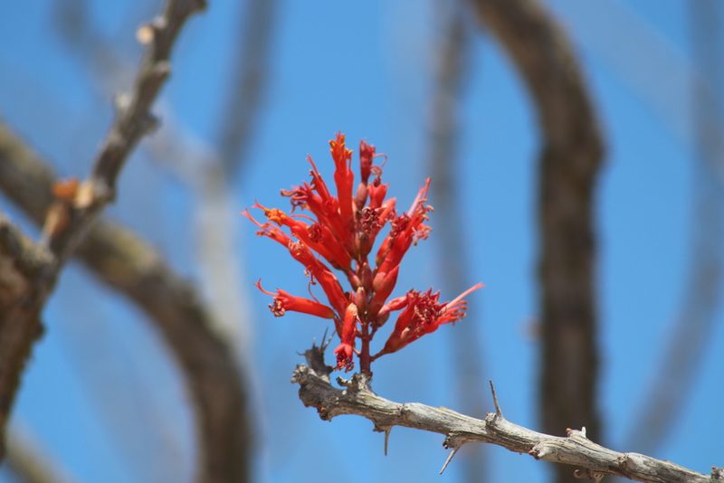 Fouquieria diguetii, photographed by Juan Cruzado Cortés